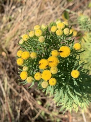 Phymaspermum athanasioides