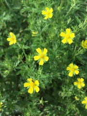 Potentilla