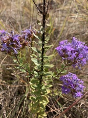 Tetraselago longituba