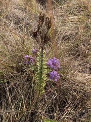 Tetraselago longituba