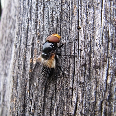 Volucella