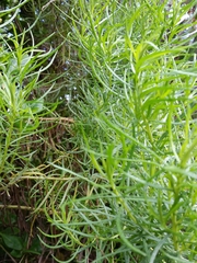 Olearia glutinosa