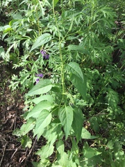 Solanum dulcamara