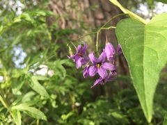 Solanum dulcamara