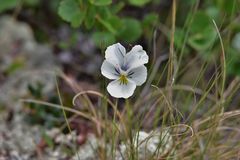 Viola altaica