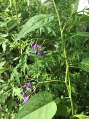 Solanum dulcamara