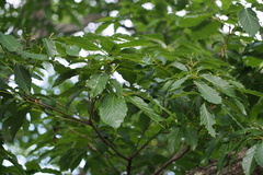 Quercus serrata