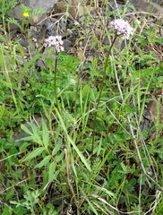 Valeriana transjenisensis
