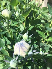 Platycodon