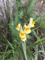Linaria vulgaris