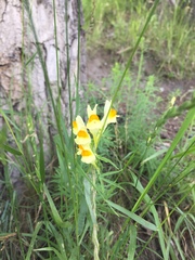 Linaria vulgaris