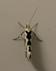 Ypsolopha sequella