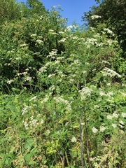 Chaerophyllum bulbosum