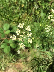 Chaerophyllum bulbosum