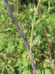 Chaerophyllum bulbosum