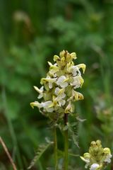 Pedicularis compacta