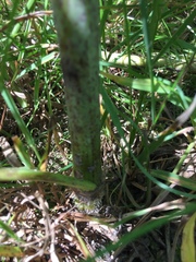 Chaerophyllum bulbosum