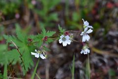 Geranium krylovii