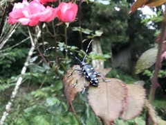 Anoplophora macularia
