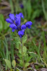 Dracocephalum grandiflorum