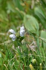 Dracocephalum grandiflorum