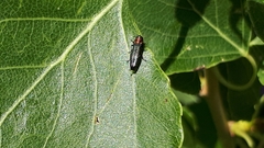 Agrilus pratensis