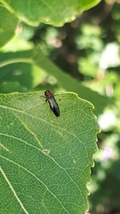 Agrilus pratensis