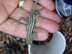 Sceloporus variabilis marmoratus