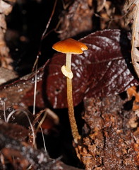 Conocybe filaris