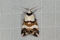 Thallarcha albicollis