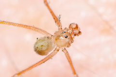 Spermophora senoculata