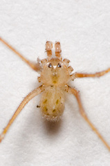 Spermophora senoculata