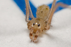 Spermophora senoculata