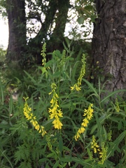 Melilotus officinalis