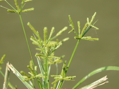 Cyperus imbricatus