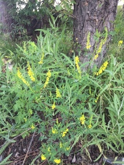 Melilotus officinalis