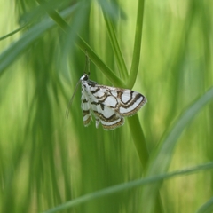 Nymphula nitidulata