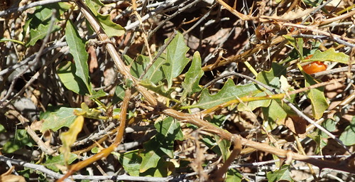 Image of Solanum humile by (c) Nicola van Berkel, some rights reserved (CC BY-SA)