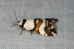 Thallarcha albicollis