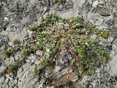 Telephium imperati imperati