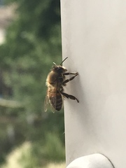 Apis mellifera