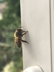 Apis mellifera