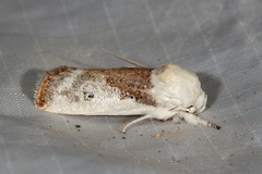 Cryptophasa albacosta