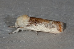 Cryptophasa albacosta