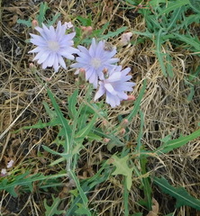 Lactuca tatarica