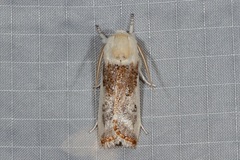 Cryptophasa albacosta