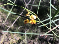 Daviesia wyattiana