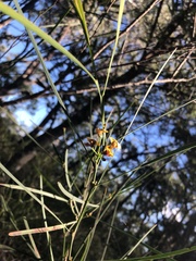 Daviesia wyattiana