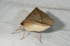 Phallaria ophiusaria