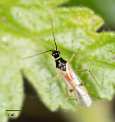 Tupiocoris